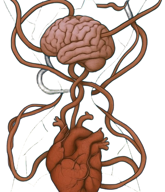 The art from the cover of The Spark: a human brain and a human heart joined by winding vines.